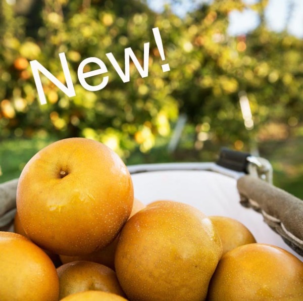 fresh picked asian pears