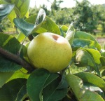 yellow asian pear on a eafy green tree branch